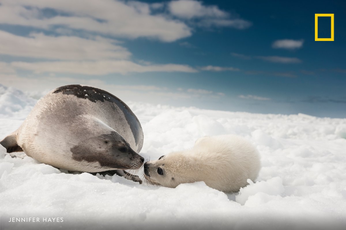 NatGeo's tweet photo. A harp seal mother and pup bond on a greatly diminished ice pack in the Gulf of Saint Lawrence, Quebec, Canada in this image from our archives https://t.co/T5yeGxdW8L