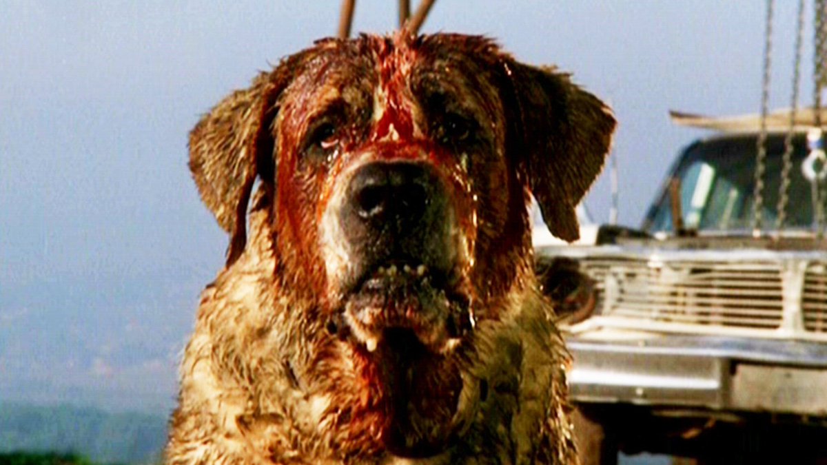 Stephen King Reveals His CUJO Sequel Will Be Included in His New Book YOU LIKE IT DARKER: buff.ly/3SNjBFV 

#Cujo #Horror #GeekNews