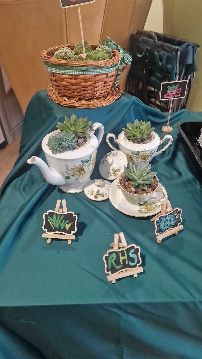 MenziesMo's tweet photo. Wonderful Tea-party at The Bellfield, NHS Stirling Health and Care Village. Succulents in cups were a huge hit. @RHSBloom  With @RoyalVolService @reengageuk @TCVtweets https://t.co/Orn4lZ89Xw