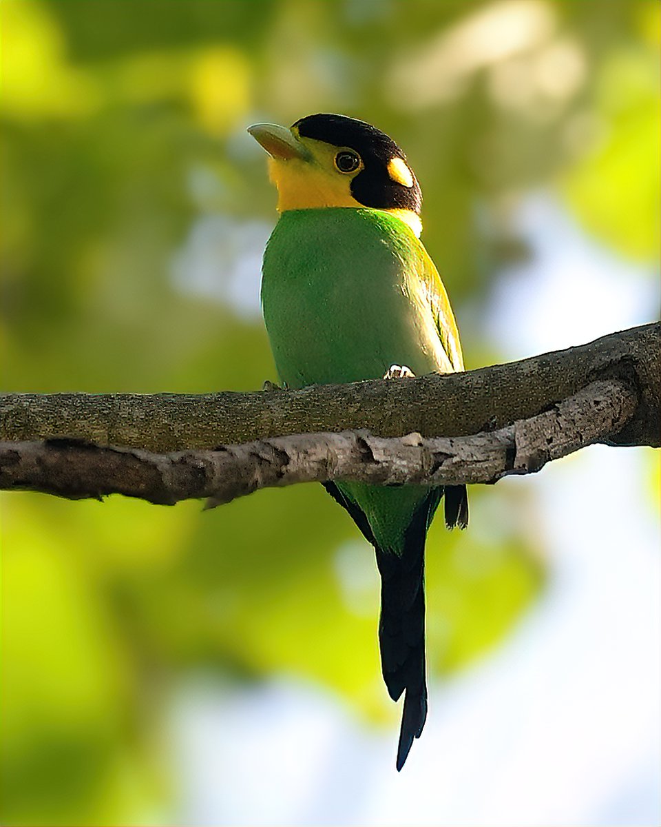 A Diwali Rangoli's is incomplete with color Green – A color of life, nature & hope for the future. Do share your pictures with ‘GREEN’ color… A cartoonish-looking bird of tropical foothill & montane forests. Long-tailed Broadbill #ThePhotoHour #IndiAves #birds