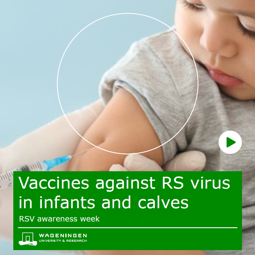 WURbvr's tweet photo. #RSV 👶🐮 | It's RSV awareness week. Read more about our calf model that can help develop a vaccine for children and calves: https://t.co/kpec2fiMB9 https://t.co/TjzzrZuAxG