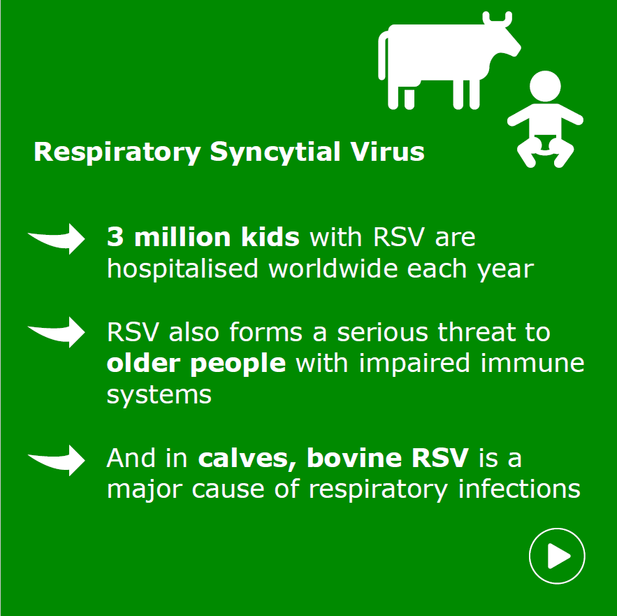 WURbvr's tweet photo. #RSV 👶🐮 | It's RSV awareness week. Read more about our calf model that can help develop a vaccine for children and calves: https://t.co/kpec2fiMB9 https://t.co/TjzzrZuAxG