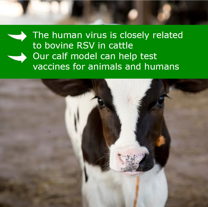 WURbvr's tweet photo. #RSV 👶🐮 | It's RSV awareness week. Read more about our calf model that can help develop a vaccine for children and calves: https://t.co/kpec2fiMB9 https://t.co/TjzzrZuAxG