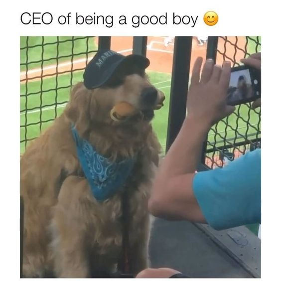 WholesomeMeme's tweet photo. https://t.co/chfkYLvU0d