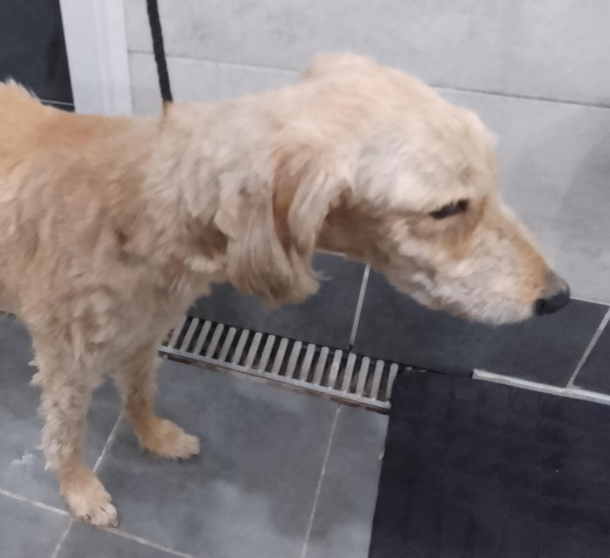 Please retweet to HELP FIND THE OWNER OF THIS STRAY DOG FOUND #MILTONKEYNES #BUCKINGHAMSHIRE #UK 

Male, adult Lurcher found 1 November, chip unregistered. He's now in a council pound for 7 days, he could be stolen or missing from another region. Please share widely. 
DETAILS👇