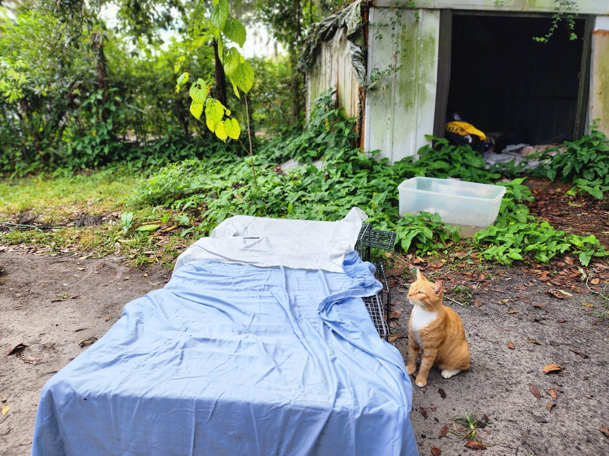 InesAviles9's tweet photo. Are you ready to make a purr-fect difference in your community? Stay tuned for my upcoming video on how I unveil the secret to becoming a #volunteer kitty trapper for Operation Catnip. Be a hero 4 our feline friends in Gainesville, FL. #communitycats #TrapNeuterReturn #TNRworks https://t.co/TZ3MUIc8bS