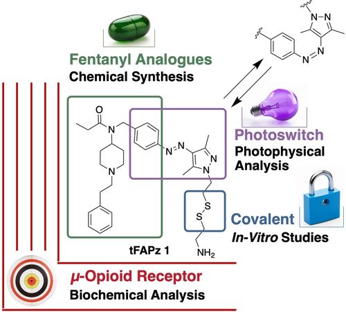 📰 EFMC Literature Spotlight, November 2023 📰

📌 Development of Photoswitchable Tethered Ligands that Target the µ‐Opioid Receptor.
ChemMedChem. (2023)

🔗 Read more: buff.ly/3FWZ0XG

#EFMCLiteratureSpotlight #MedChem #ChemBio