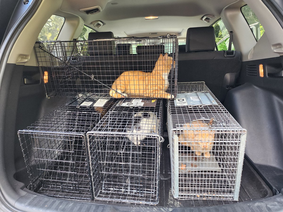 InesAviles9's tweet photo. Join me in making a difference for our campus feline friends!  Learn how to compassionately trap feral cats and reduce unwanted litters with my step-by-step guide. Let's support #OperationCatnip and #FeralCatRescue! Together, we can help our community cats. #TrapNeuterReturn https://t.co/SAfAGYN3aX