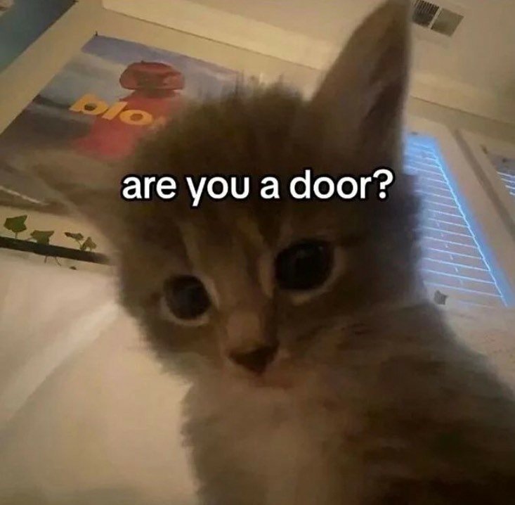 cats with powerful impression 🐾 tweet media