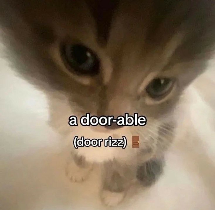 contents that ll heal your depression 🌻 (@catshealdeprsn) on Twitter photo 