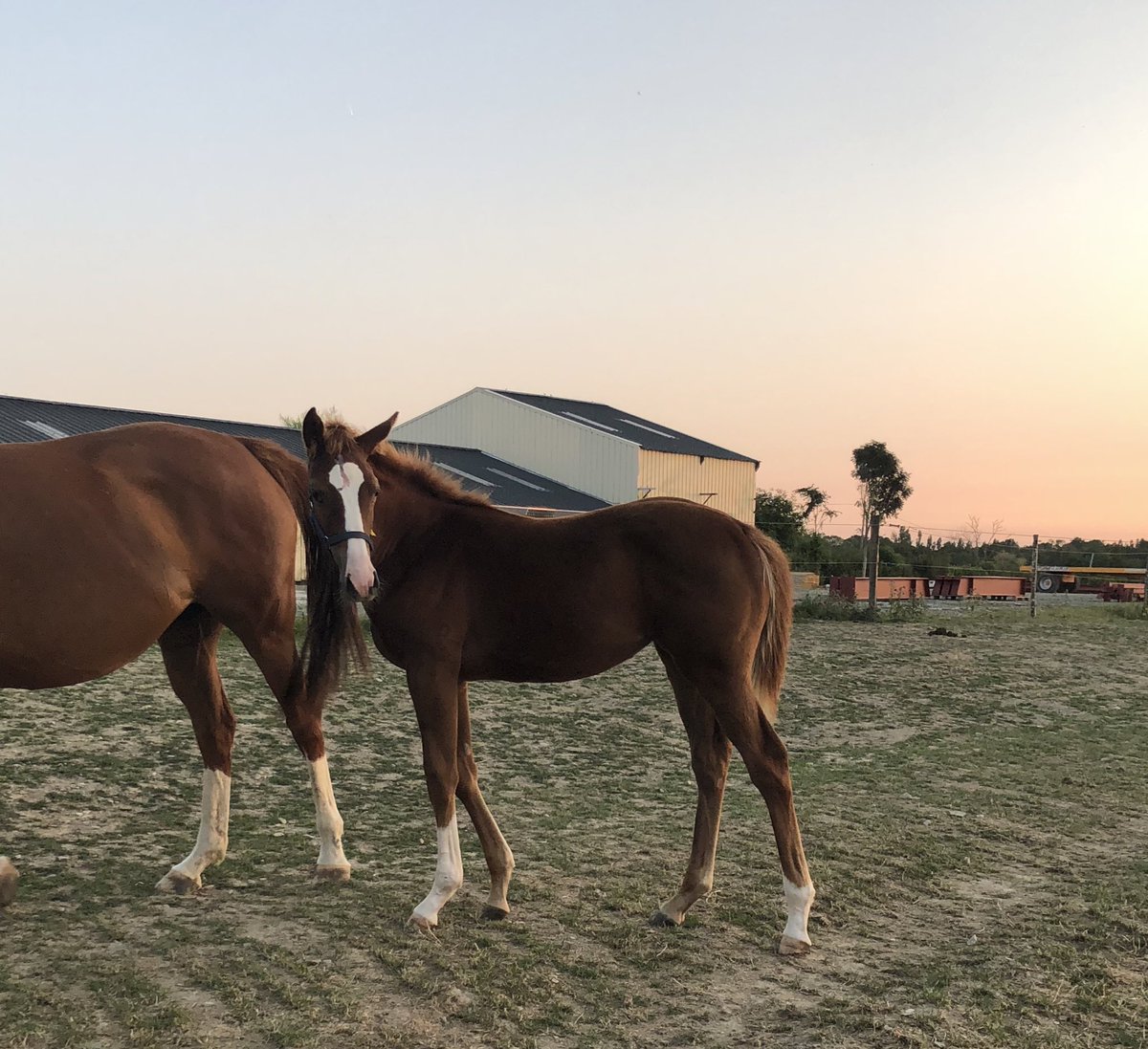 Beautiful come back for Allaho 😍
Good News before the second race of Klothilde du Livet on saturday. 🤞
Our filly of Balko is for sale (close family)