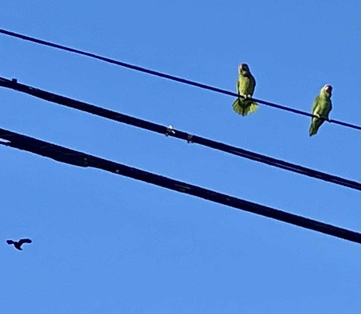 A lesser-known fact about Coronado Island is the group of wild parrots that are found here. There’s about 15 multi-colored parrots that circle the island and add to the tropical feel of Coronado Island.