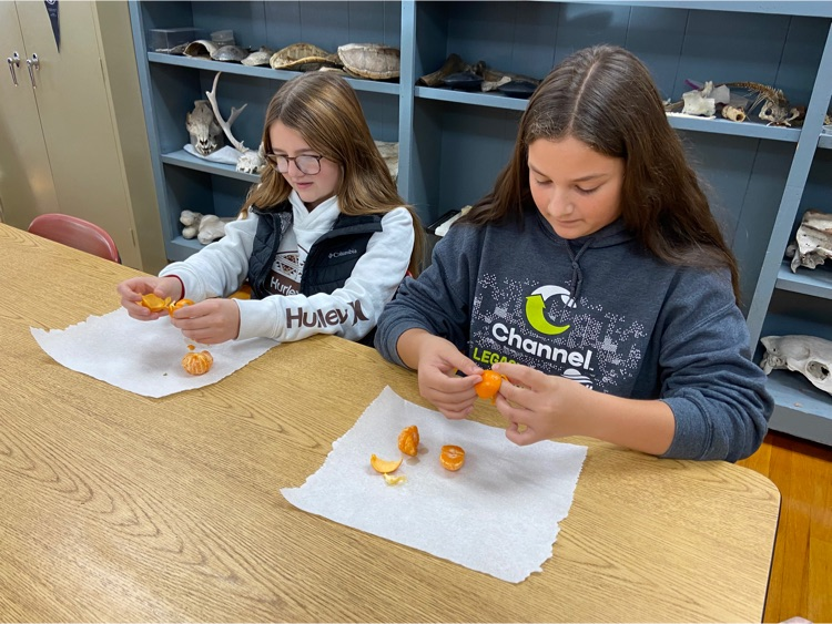 almacardinals's tweet photo. The 8th graders are learning about the Continental Drift hypothesis by peeling oranges and then trying to have classmates put the orange peels back together. #ProudToBeACardinal https://t.co/GrjvZN3kNa