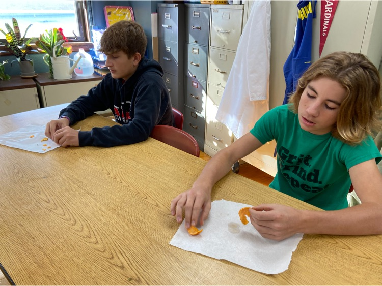 almacardinals's tweet photo. The 8th graders are learning about the Continental Drift hypothesis by peeling oranges and then trying to have classmates put the orange peels back together. #ProudToBeACardinal https://t.co/GrjvZN3kNa