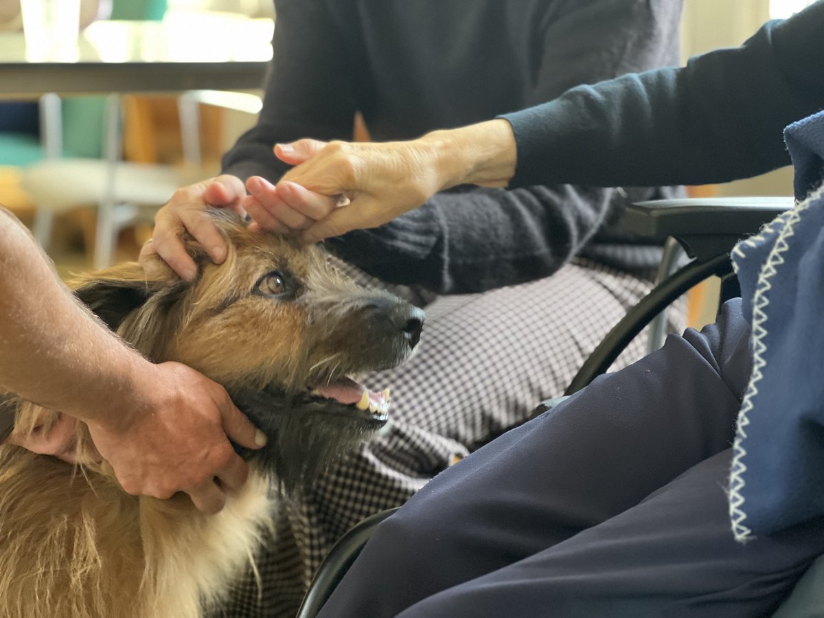 🐕‍🦺🐶Txakur Eredugarri Programan adineko pertsonekin lanketa berezia egiteko beste saio bat burutu da Arangoiti egoitzan. Txakurrak laztandu eta beraiekin komunikatuz, estimulazio kognitibo eta sentsoriala landu dute, baita komunikazio afektibo eta ludikoa #ongizatea #Beasain