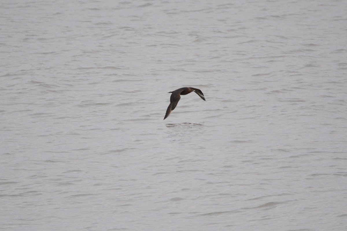 PeterBlanche23's tweet photo. Arctic Skua hanging around Sandwich Bay and chasing Sandwich Terns for food! https://t.co/q6nFe3cpdL