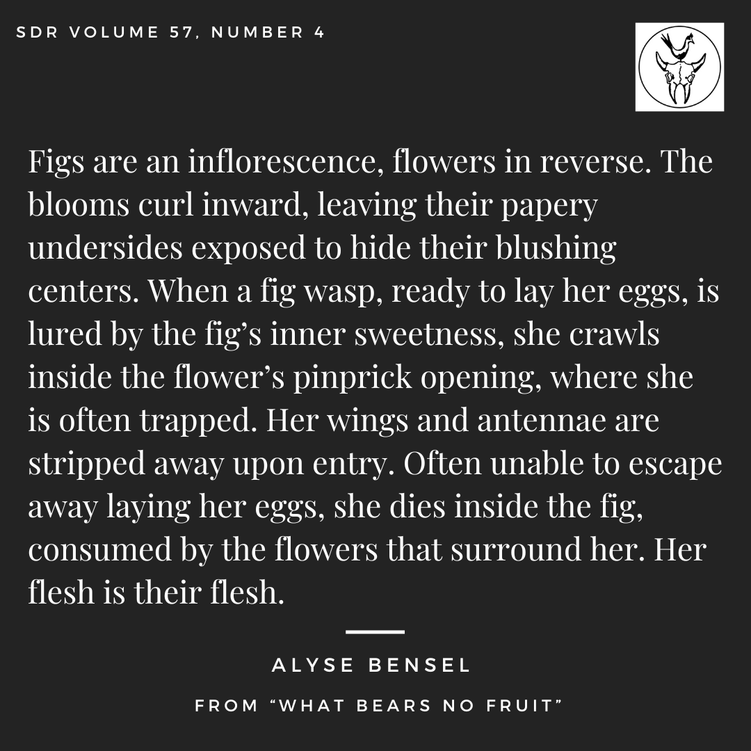 From “What Bears No Fruit” by Alyse Bensel, SDR Volume 57, Number 4:

Order here:
coyotestore.usd.edu/category-s/107…

#sodakreview #litmag #literaryjournal #literarymagazine #creativenonfiction #cnf #essay #writingcommunity #writers