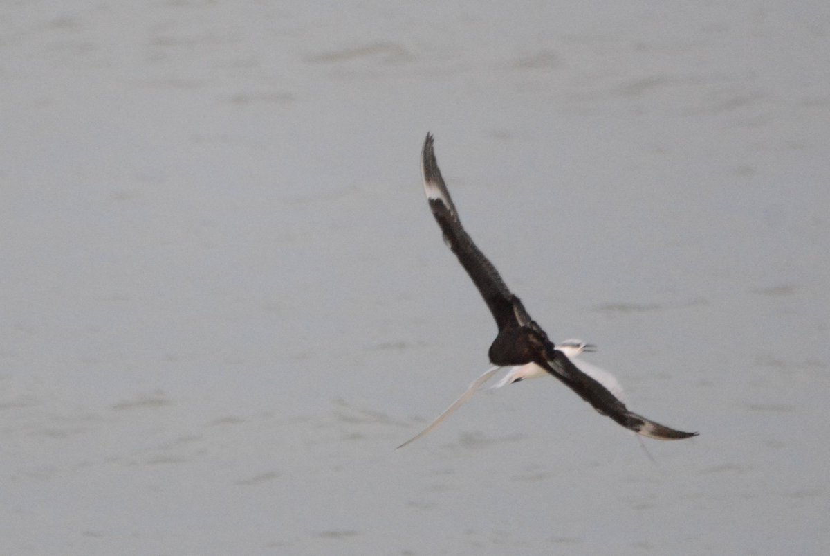 PeterBlanche23's tweet photo. Arctic Skua hanging around Sandwich Bay and chasing Sandwich Terns for food! https://t.co/q6nFe3cpdL