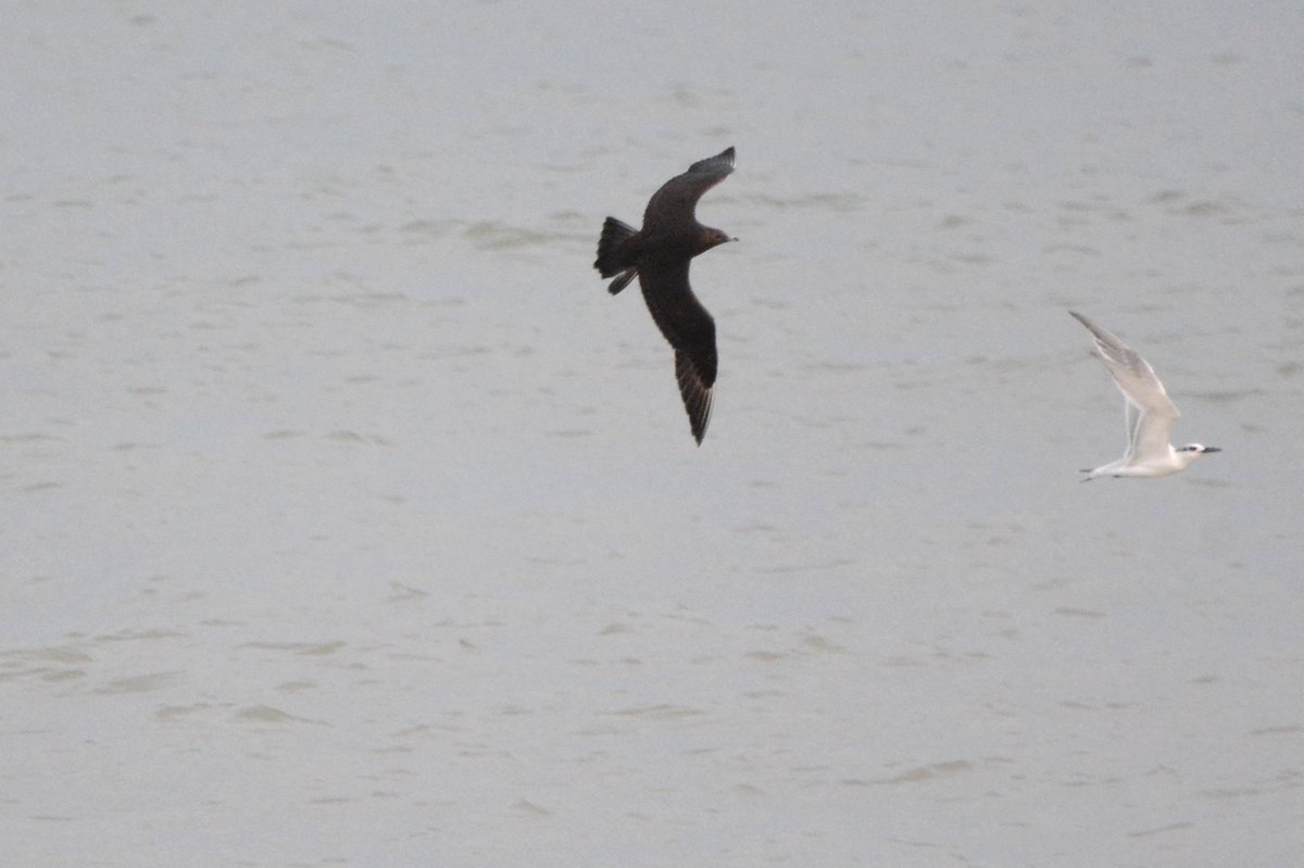 PeterBlanche23's tweet photo. Arctic Skua hanging around Sandwich Bay and chasing Sandwich Terns for food! https://t.co/q6nFe3cpdL