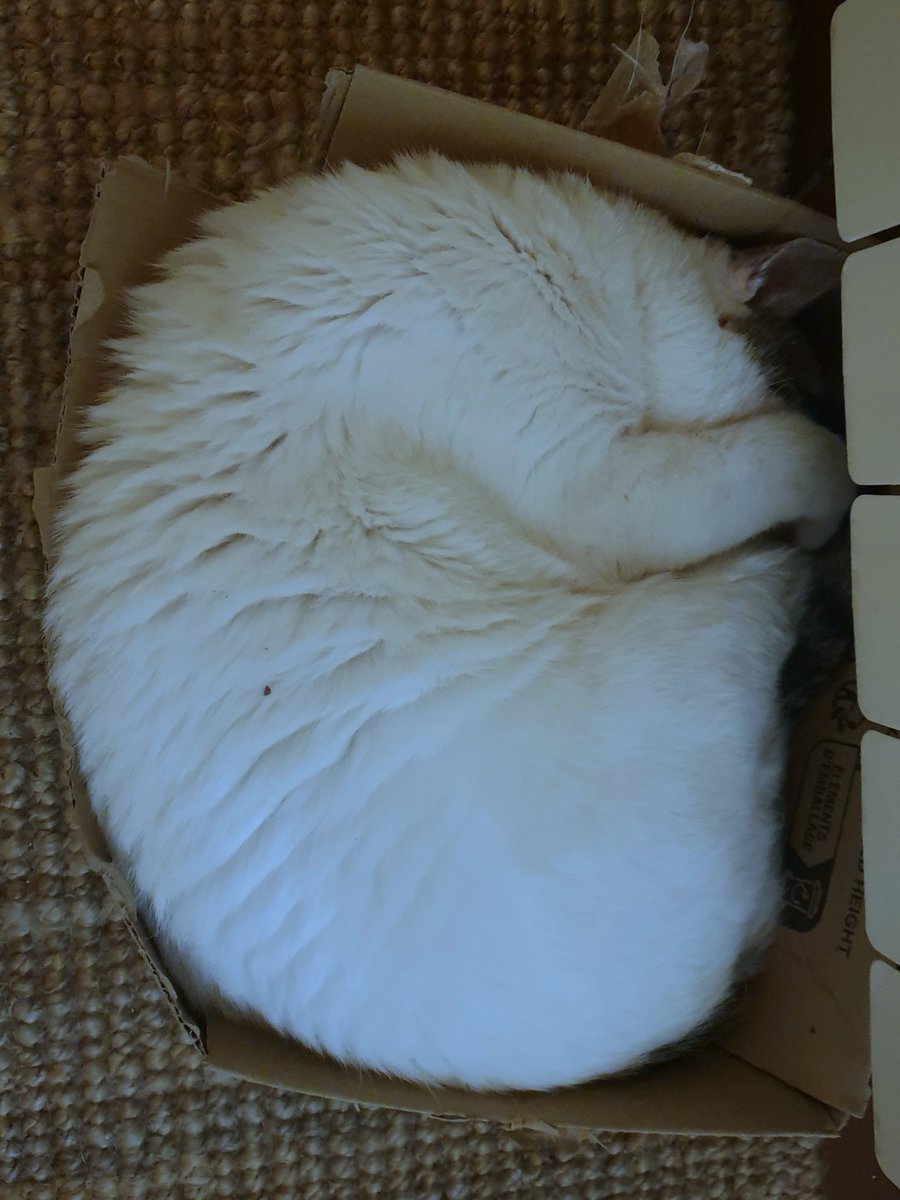 Mid_LifeBassist's tweet photo. If it doesn't *quite* fits...
#ScarBoy
#CatsOfTwitter https://t.co/20nWqxGXQk