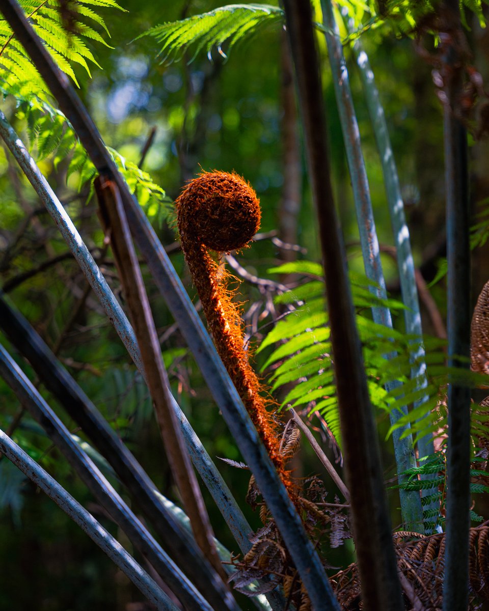 New fern emerging in the Forest.

#photography #aotearoa #newzealand #aongatete #fern #forest #details #raw_water #raw_australia_nz #raw_landscape #raw_longexposure #raw_community #realrawnz #dphotonz #panasonicnz #lumixnz #sigmaphotonz #kasefiltersnz