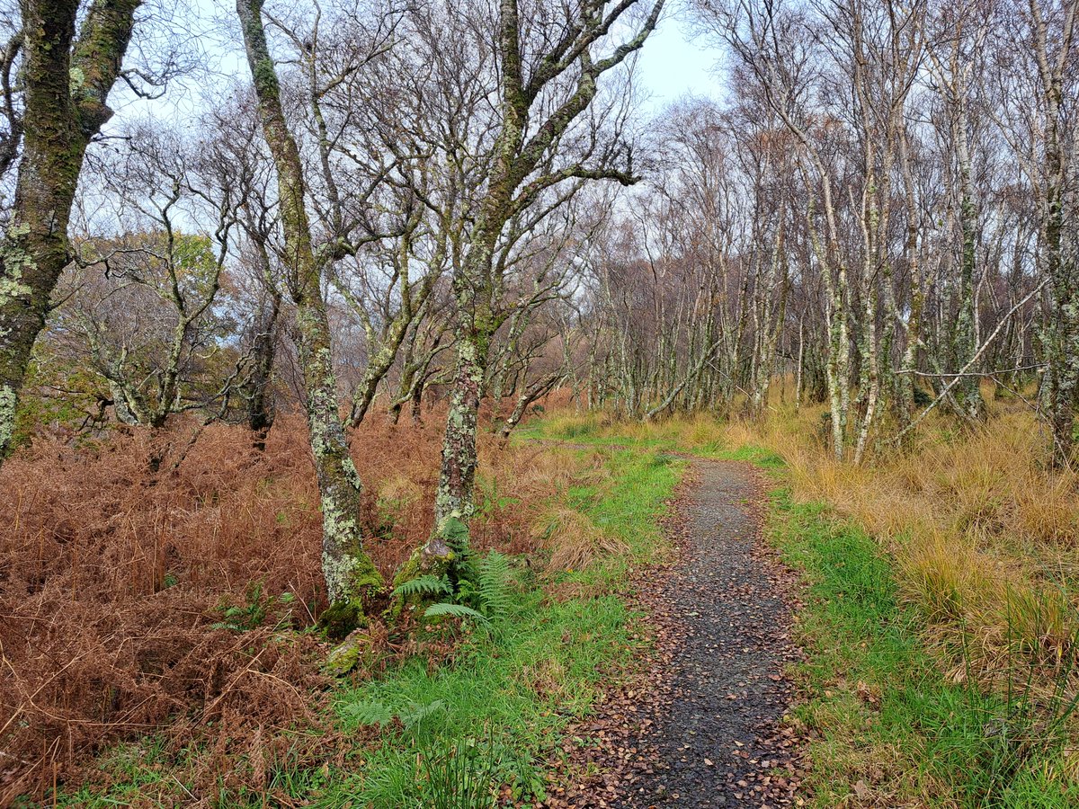 RyanClarkNature's tweet image. I had a long weekend in Scotland, losing myself in the wonders of their Atlantic rainforest's. I went mainly for the bryophytes, but it was the beautiful lichens that really struck me. Here is a thread of some of the species I saw (assuming I have identified them correctly!) 🧵