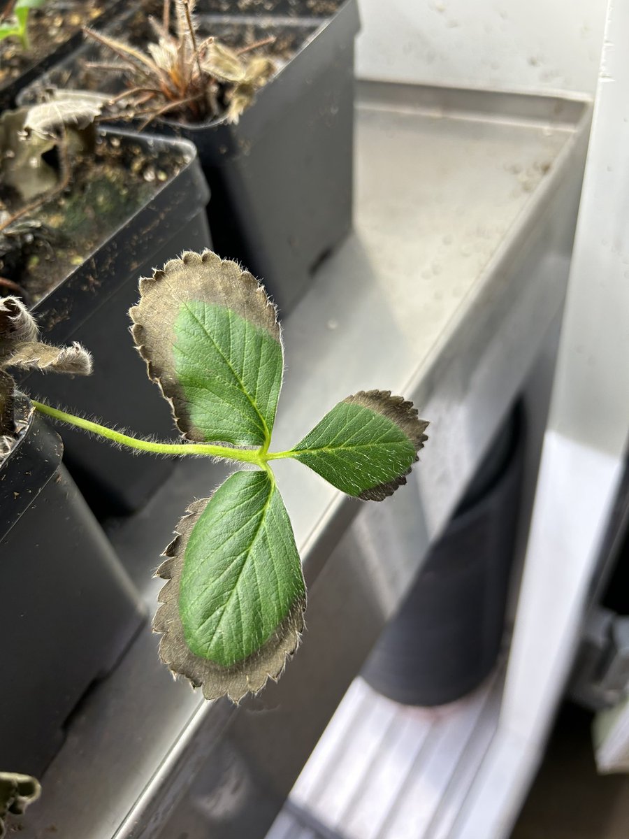 Lexi H (@phytoalexin_12) on Twitter photo In need of some assistance! Strawberry plants showing these symptoms AFTER being trimmed (in a growth chamber); is this shock or caused by a pathogen? When removing the affected parts, it spreads to the next oldest leaves #strawberry #pathogen for <a href="/samthompMSU/">Sam Thompson</a> In need of some assistance! Strawberry plants showing these symptoms AFTER being trimmed (in a growth chamber); is this shock or caused by a pathogen? When removing the affected parts, it spreads to the next oldest leaves #strawberry #pathogen for <a href="/samthompMSU/">Sam Thompson</a>