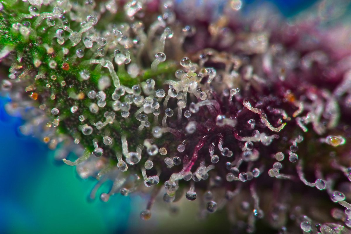 A Comprehensive Guide to Choosing the Best Cannabis Products in Denver, Colorado
litmmj.com/a-comprehensiv…