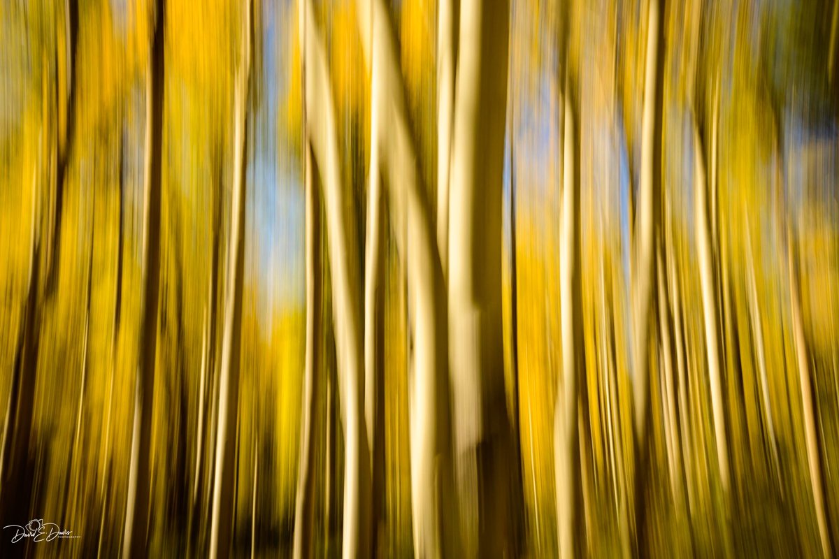 Greetings from a clear and cool northern Colorado this Thursday! I call this 'New Gold Dream,' an abstract I captured using Intentional Camera Movement (ICM) to capture the essence of an Aspen grove this fall. 🍁 📷 #ICM #IntentionalCameraMovement