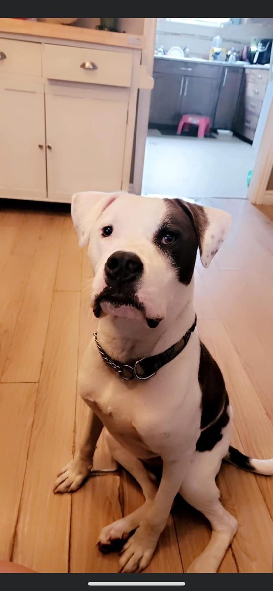 Still need a #foster 😔