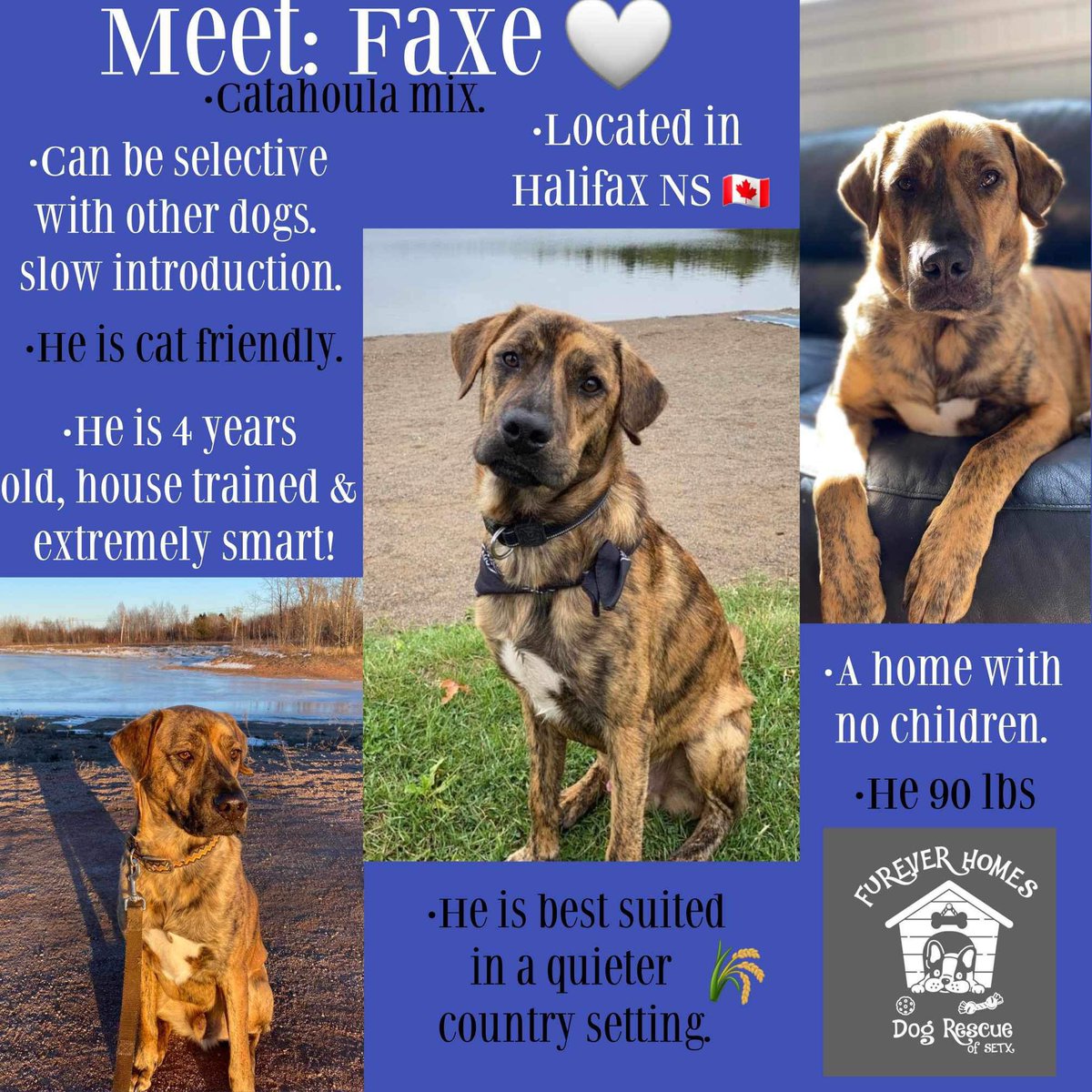 Faxe is available for adoption 🐶