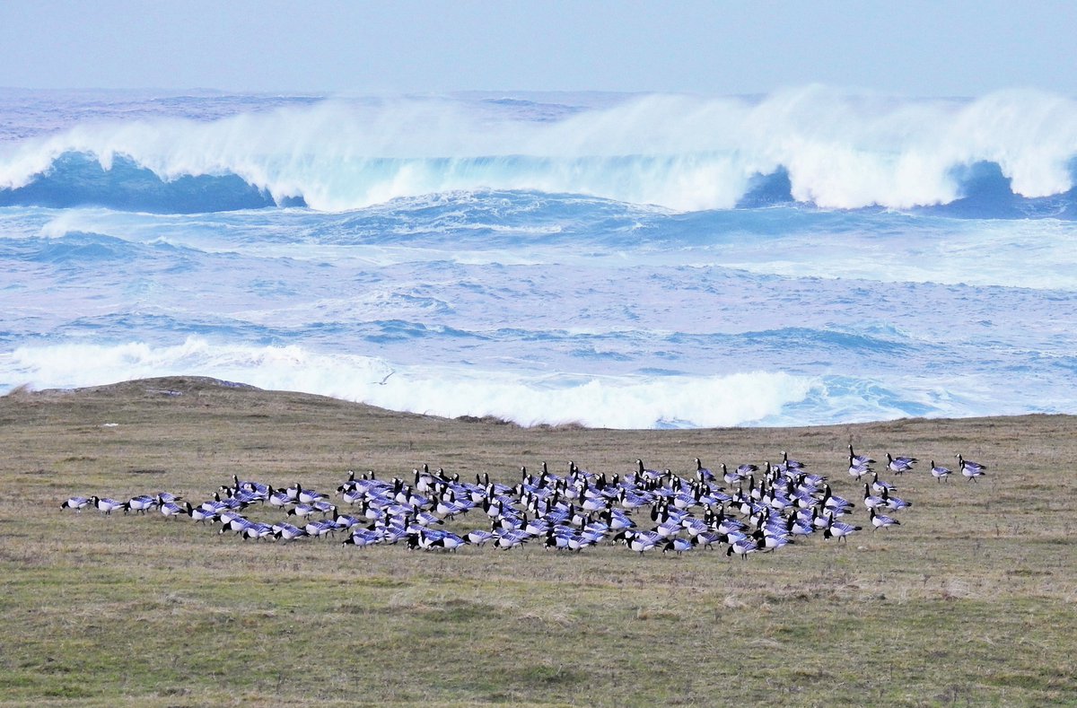 Wintering Barnacle Geese and some big waves on the west side of Barra today.
