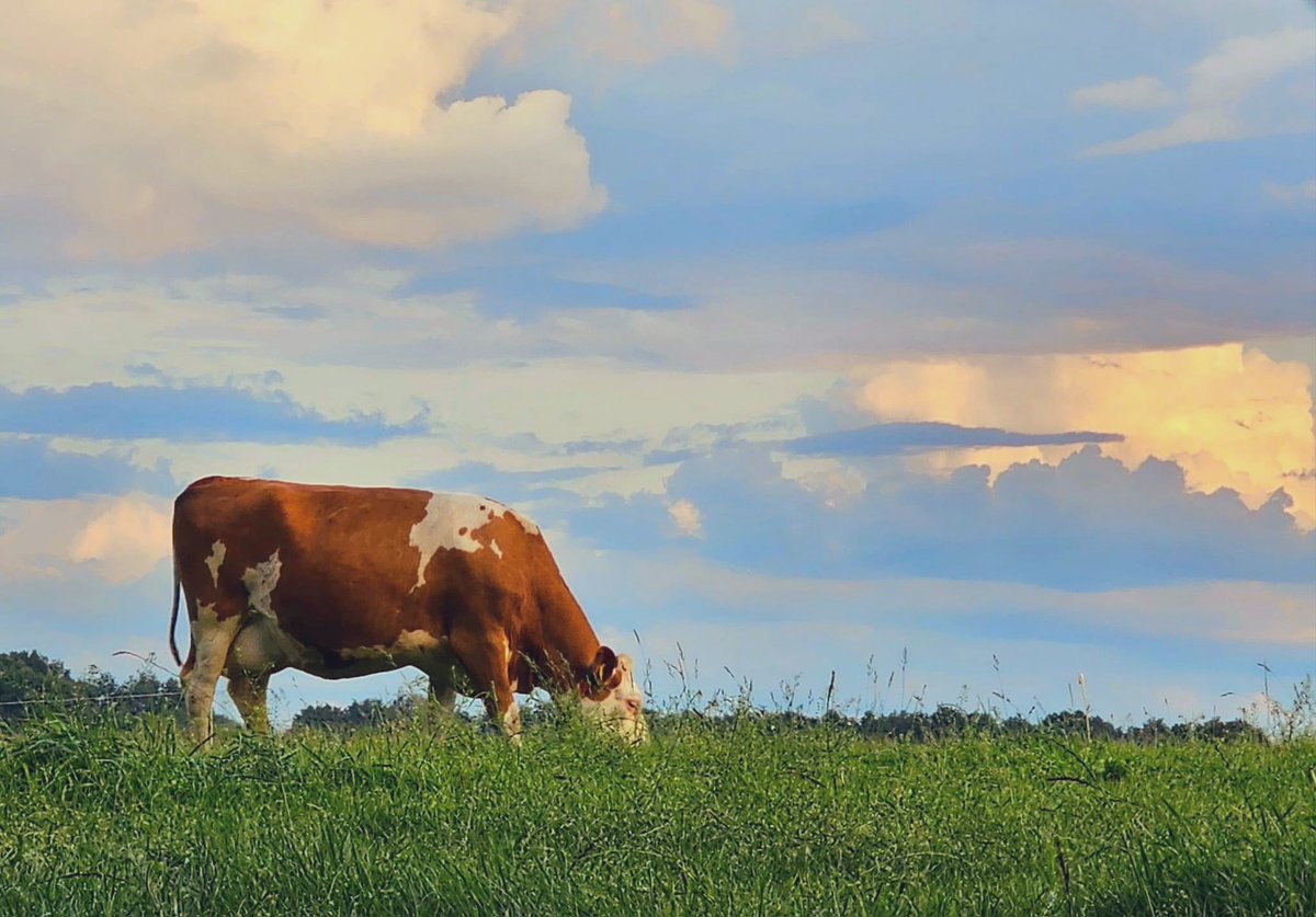 Geertjan Kloosterboer tweet media