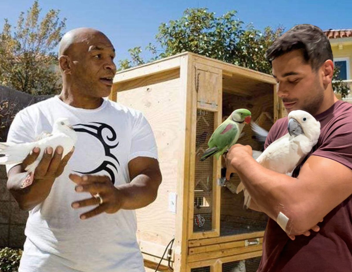 Mike Tyson and Paulo Costa got me contemplating the fabric of reality. 🤔 Are birds even real? What is the meaning of life? 🦅🕊️🦜