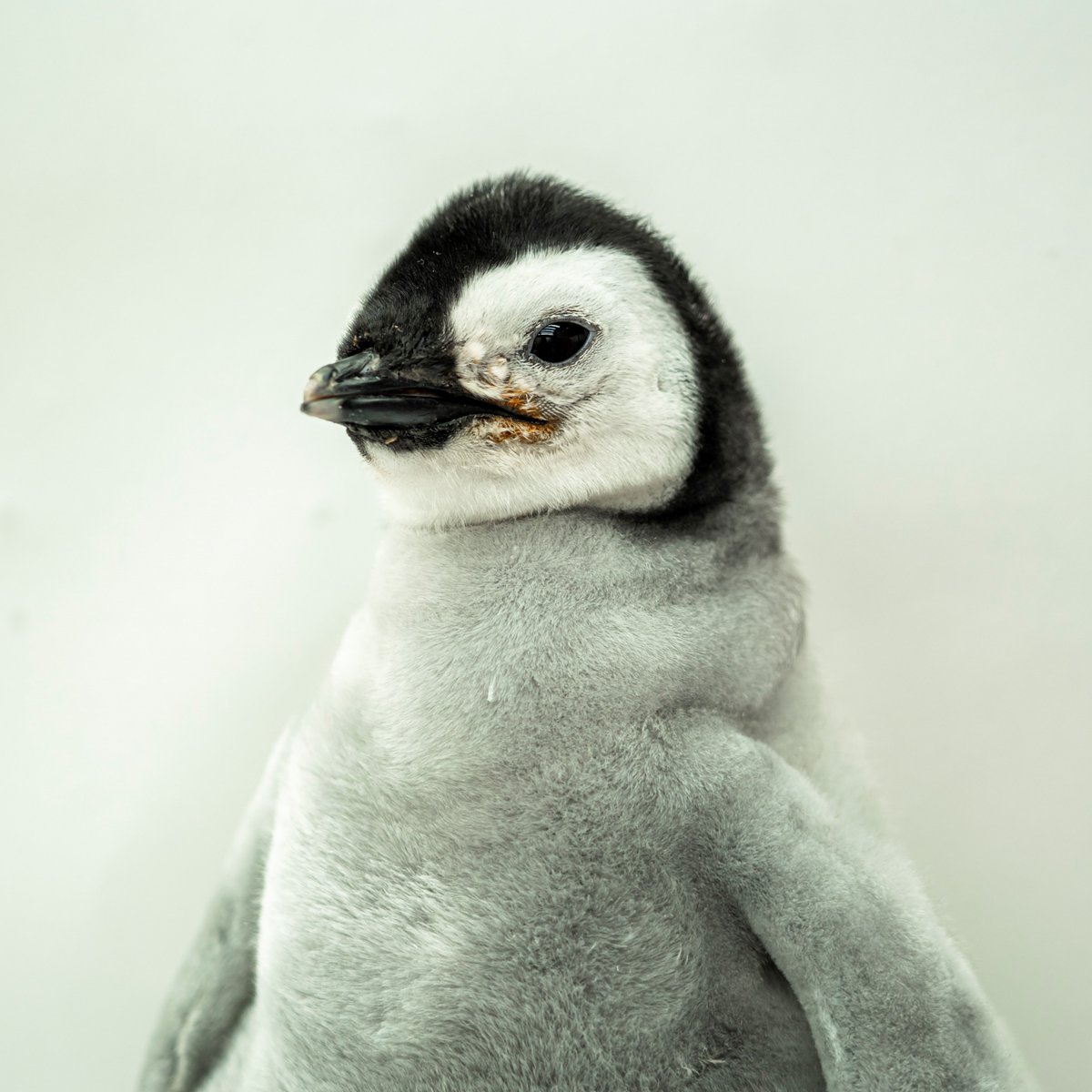 Earlier this morning on @TODAYshow, our newest emperor penguin