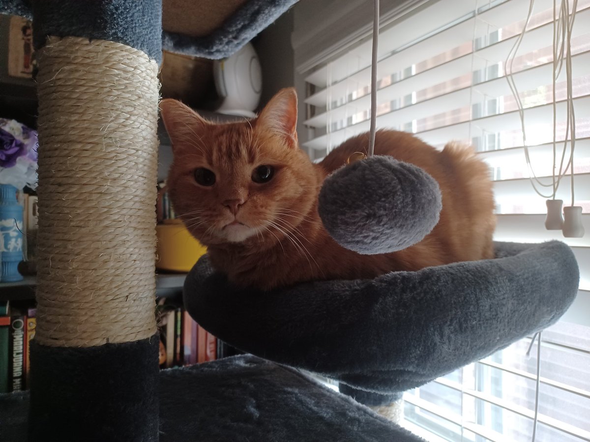 the fase of an bboy whomst waked kaptor up at 12:14 am by SKREEM and BITTE to go otsied (imb a indour catte)