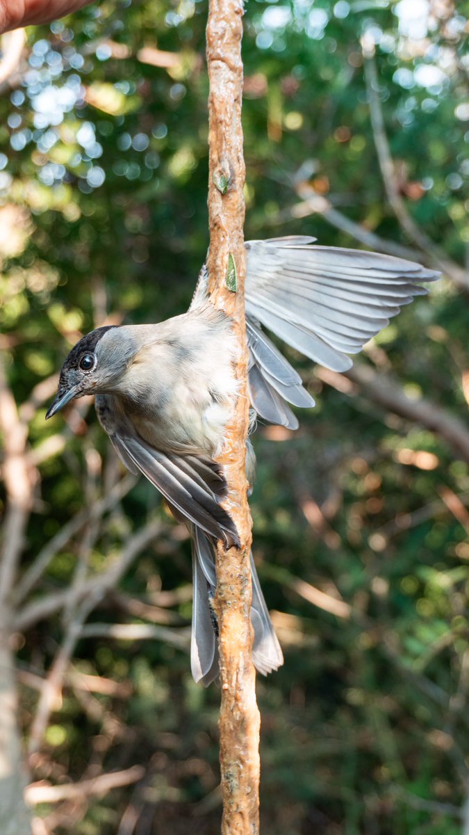 CABS_REPORTS's tweet photo. ๐ชก๐งต1/5 The use of #limesticks to catch migratory songbirds remains widespread in #Cyprus.
The primary target species are #blackcap. Songbirds are considered a delicacy - known as #ambelopoulia.
Sold under the counter in dodgy restaurants & all entirely illegal of course! https://t.co/65kxaNwR2J