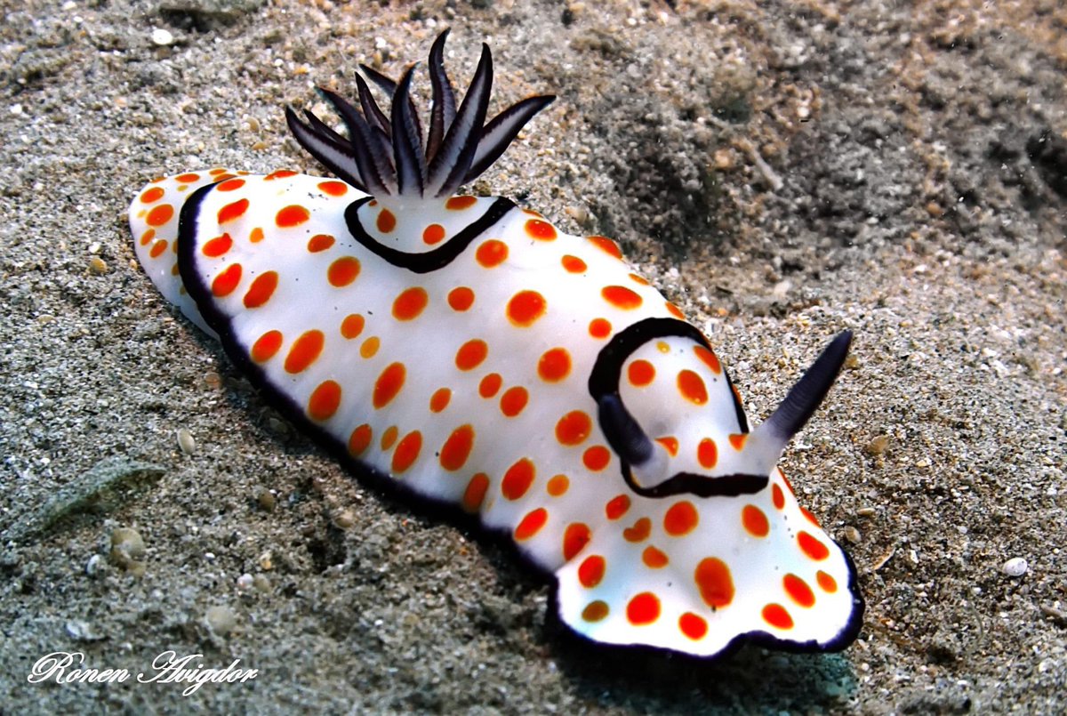 Goniobranchus splendidus