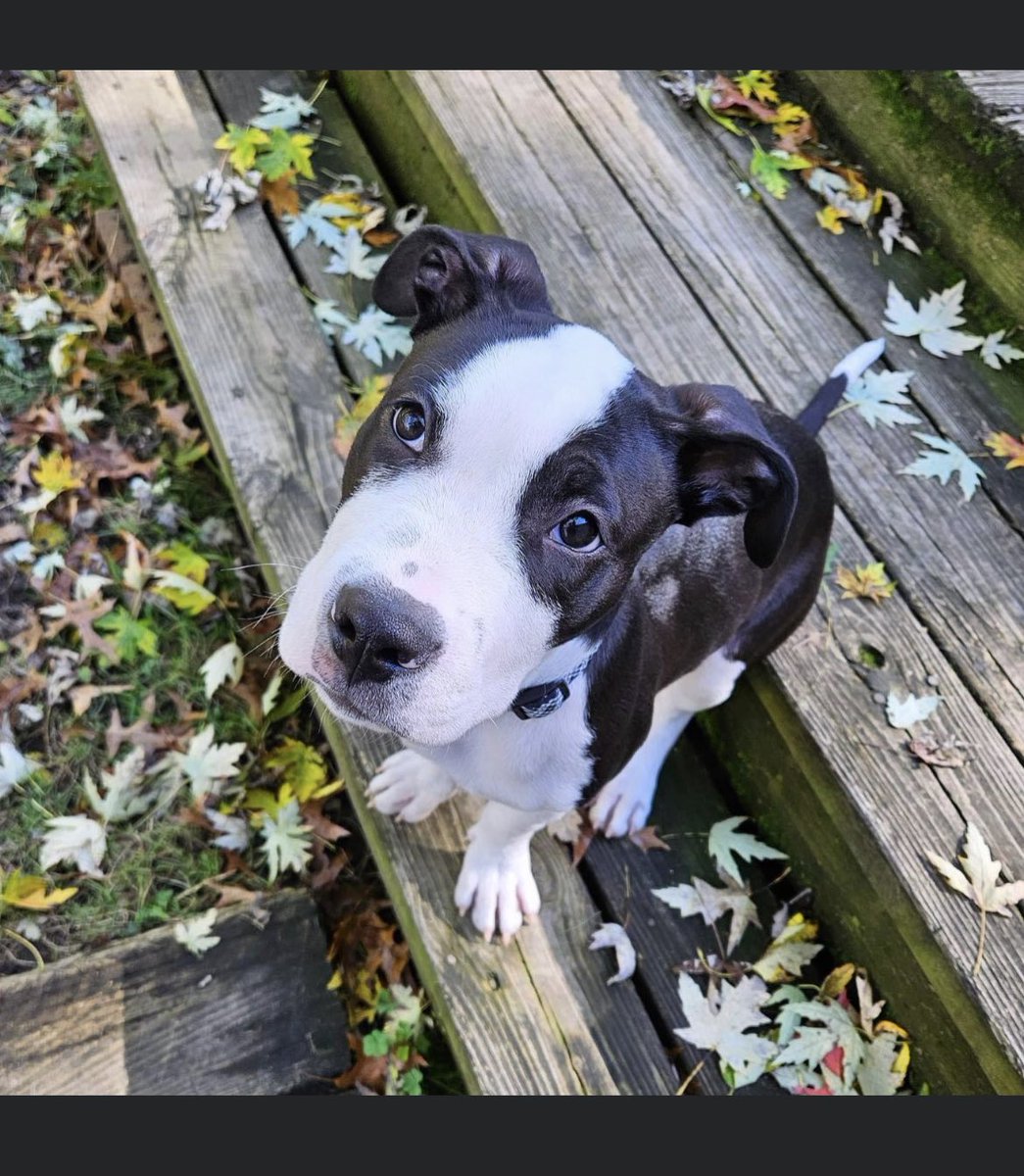Michael KazimirRajko (@rajvagers4life) on Twitter photo PUPPY ALERT 🚨 COME SUPPORT THE DO GOOD THINGS FESTIVAL THIS WEEKEND. 
All proceeds go to Muttly Crue dog rescue! Tickets here:
eventbrite.com/e/do-good-thin… PUPPY ALERT 🚨 COME SUPPORT THE DO GOOD THINGS FESTIVAL THIS WEEKEND. 
All proceeds go to Muttly Crue dog rescue! Tickets here:
eventbrite.com/e/do-good-thin…