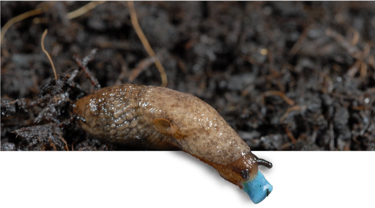 El Niño’s here. Plan now for spring slug control. - mailchi.mp/neudorff/el-ni…