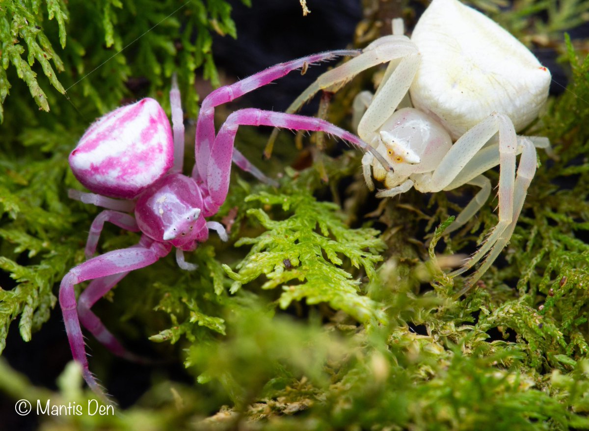 TheSpiderShop tweet media