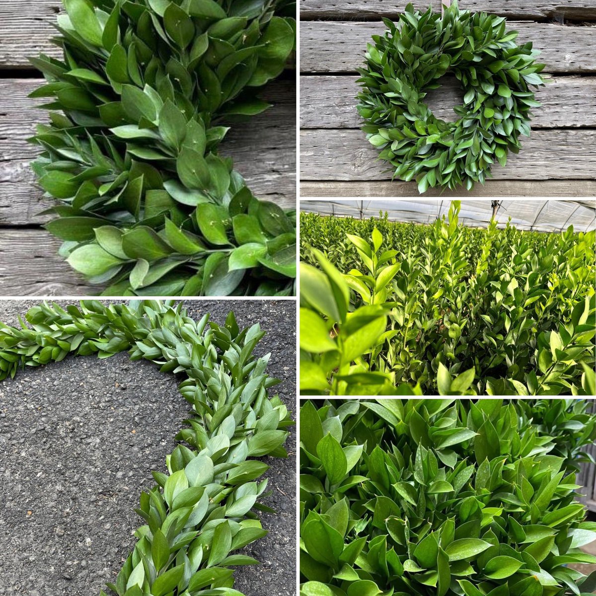 Ruscus Israeli now in full production! 
Bulk bunches on hand daily 🤩
This can also be PRE-ORDERED in either wreaths or garlands.

#888camflor #cagrown #certifiedamericangrown #growershipper #holidayseasonishere  #OriginMatters #ruscus #wreathmaker #customwreaths #garlands