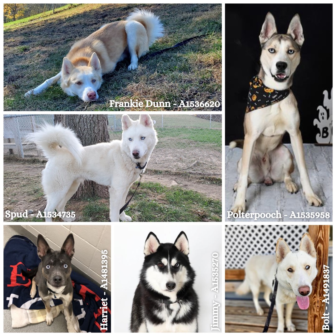 NEHumaneSociety's tweet photo. We're so happy that Bret Michaels finally got to meet Bret Michaels! 🐶🎶

If you're looking for your own mini-me, here's a few more huskies that would love to be named after you. Or, yknow, go home with you at least.

Meet them all here: https://t.co/Ooomrluffi https://t.co/ShRUmqCqq3