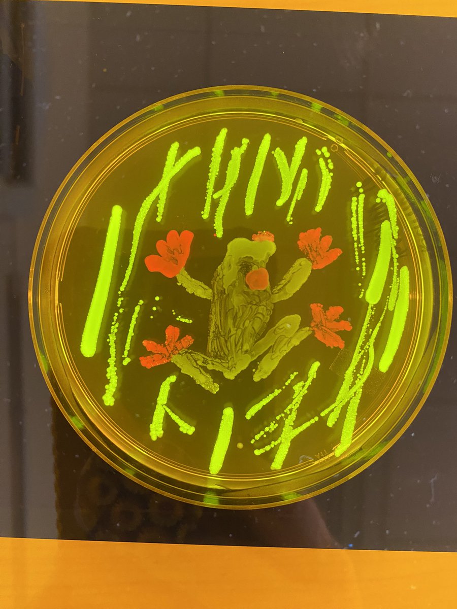 A small selection of the amazing #agarart my Microbiology students created. Thanks to @ATinyGreenCell for the colorful E. coli. A blue light viewer really makes them pop.
