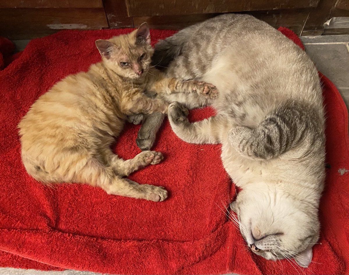 If you think Baby Ralph is in seventh heaven here, you are correct! ❤️❤️❤️