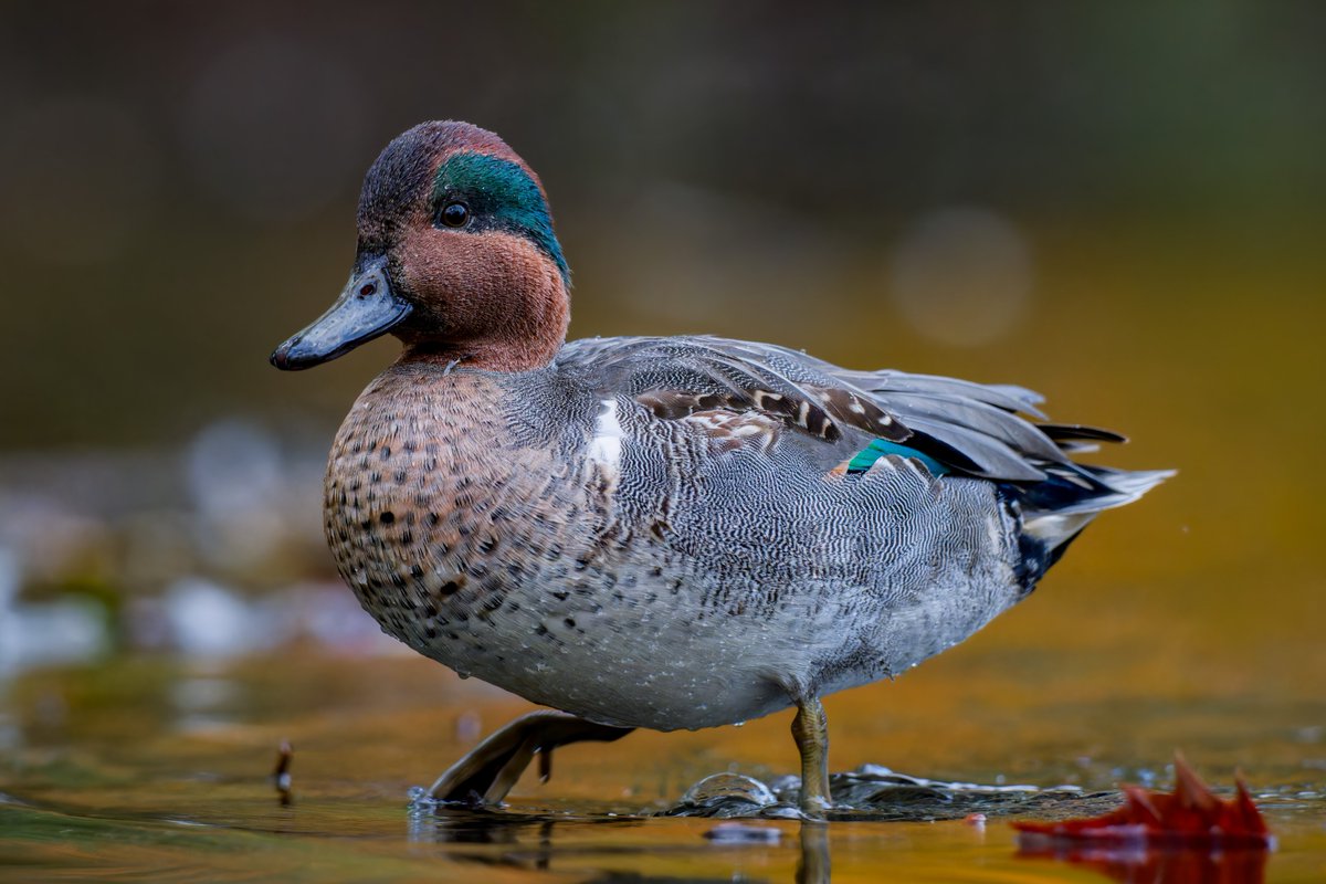 Green-winged Teal drake heading for the locker room at the Central Park Pool this afternoon #birdcpp #birdtwitter #birdphotography #greenwingedteal #nikonphotography #nikonz9