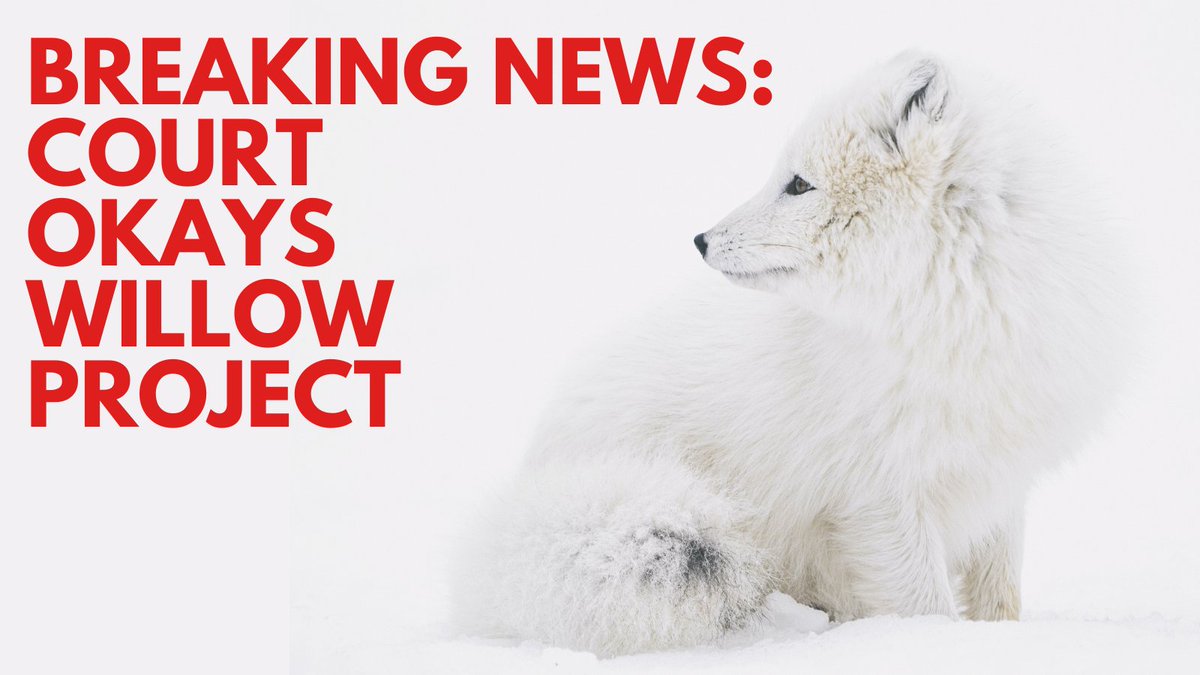 ⚠️BREAKING: Court ruling allows @ConocoPhillips to plow ahead on its massive #WillowProject despite known harms to local people, land and water, Arctic wildlife and our climate future. This fight isn’t over. Help #ProtectTheArctic & #StopWillow bit.ly/3QRjEip