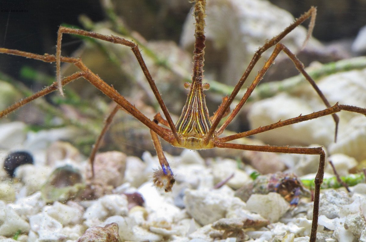 fioridemas's tweet photo. Cangrejo flecha o cangrejo araña, en nombres comunes. Stenorhynchus seticornis es su nombre científico, pertenece a la familia Inachidae. https://t.co/Oi5acrMGDw