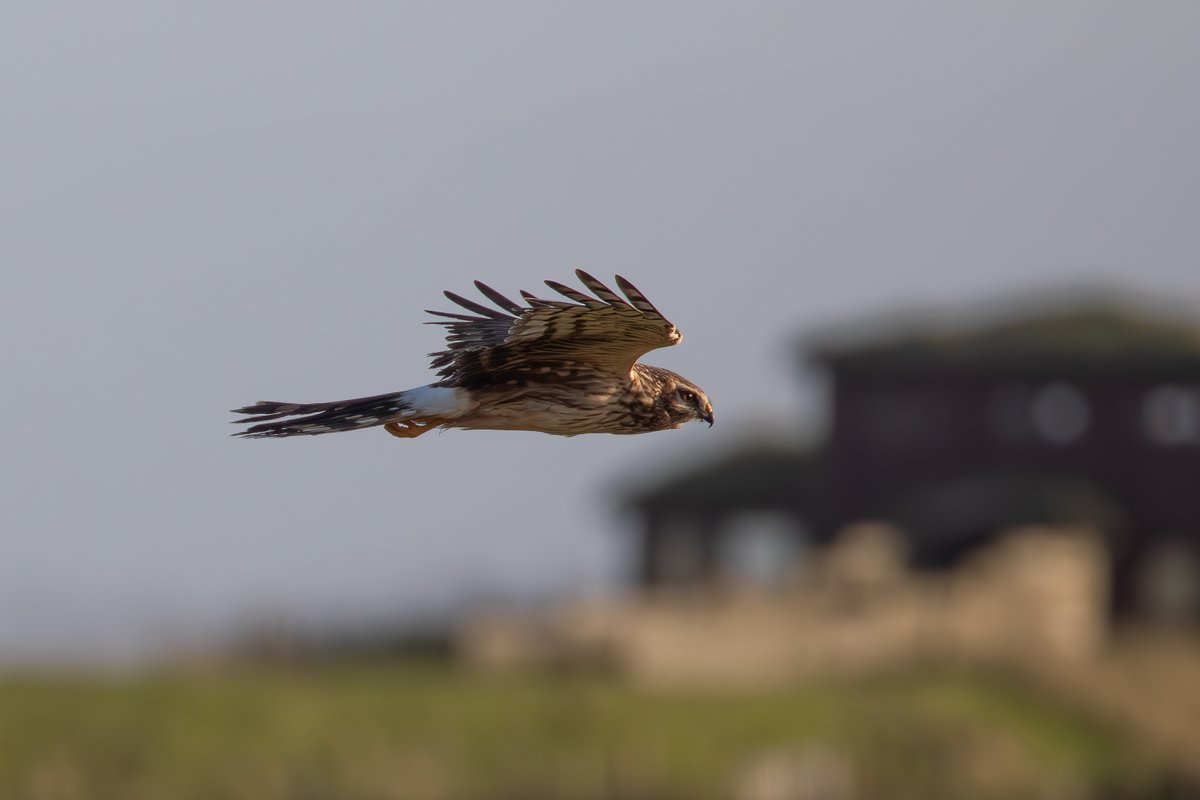 Brian Taylor tweet media