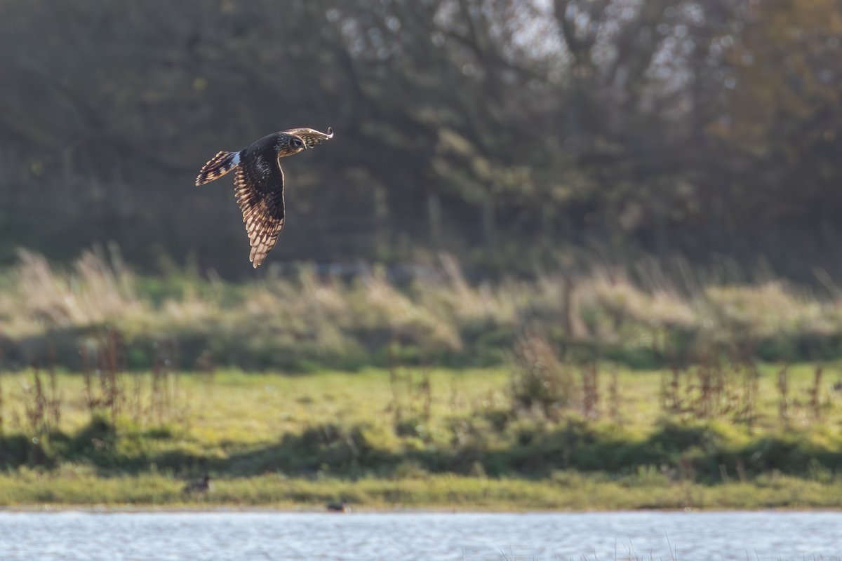 Brian Taylor tweet media